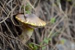 _dsc0045