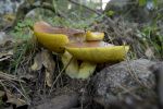_dsc0063