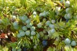 dsc_0059-2-